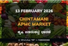 Chintamani APMC Market: 13 February 2026 Chintamani APMC Agriculture Market Daily Price Rate List ಚಿಂತಾಮಣಿ ಕೃಷಿ ಮಾರುಕಟ್ಟೆ ಧಾರಣೆ