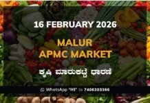 Malur APMC Market: 16 February 2026 Malur APMC Market ಮಾಲೂರು ಕೃಷಿ ಮಾರುಕಟ್ಟೆ ಧಾರಣೆ