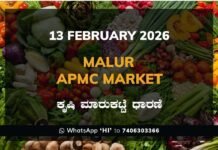 Malur APMC Market: 13 February 2026 Malur APMC Market ಮಾಲೂರು ಕೃಷಿ ಮಾರುಕಟ್ಟೆ ಧಾರಣೆ