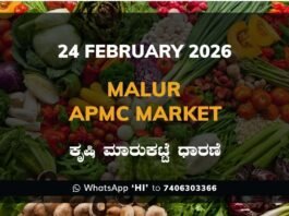 Malur APMC Market: 24 February 2026 Malur APMC Market ಮಾಲೂರು ಕೃಷಿ ಮಾರುಕಟ್ಟೆ ಧಾರಣೆ