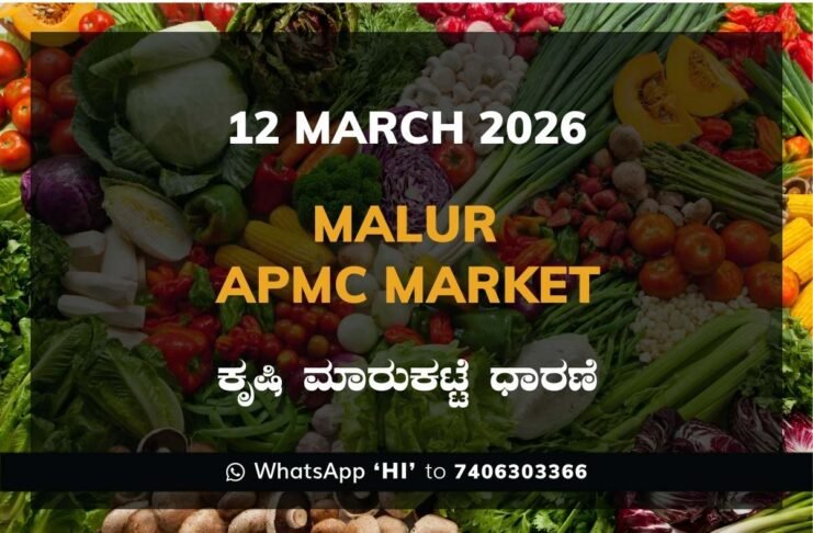 Malur APMC Market ಮಾಲೂರು ಕೃಷಿ ಮಾರುಕಟ್ಟೆ ಧಾರಣೆ