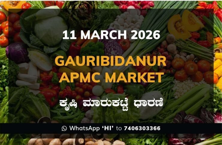 Gauribidanur APMC Agriculture Market Daily Price Report ಗೌರಿಬಿದನೂರು ಕೃಷಿ ಮಾರುಕಟ್ಟೆ ಧಾರಣೆ