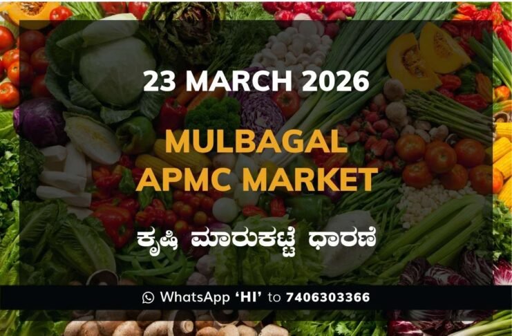 Mulbagal APMC Agriculture Market Daily Price Report ಮುಳಬಾಗಿಲು ಕೃಷಿ ಮಾರುಕಟ್ಟೆ ಧಾರಣೆ