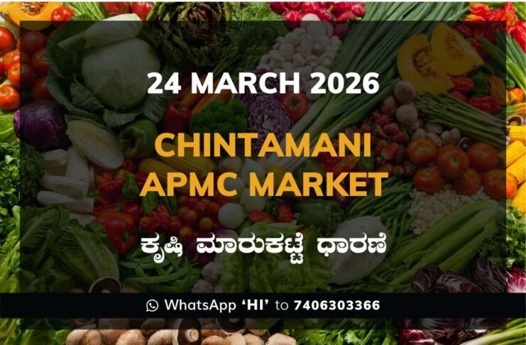 Chintamani APMC Agriculture Market Daily Price Rate List ಚಿಂತಾಮಣಿ ಕೃಷಿ ಮಾರುಕಟ್ಟೆ ಧಾರಣೆ