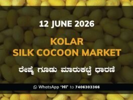 Kolar Silk Cocoon Market – 12 June 2026