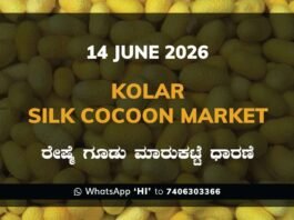 Kolar Silk Cocoon Market – 14 June 2026