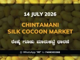 Chintamani Silk Cocoon Market – 14 July 2026