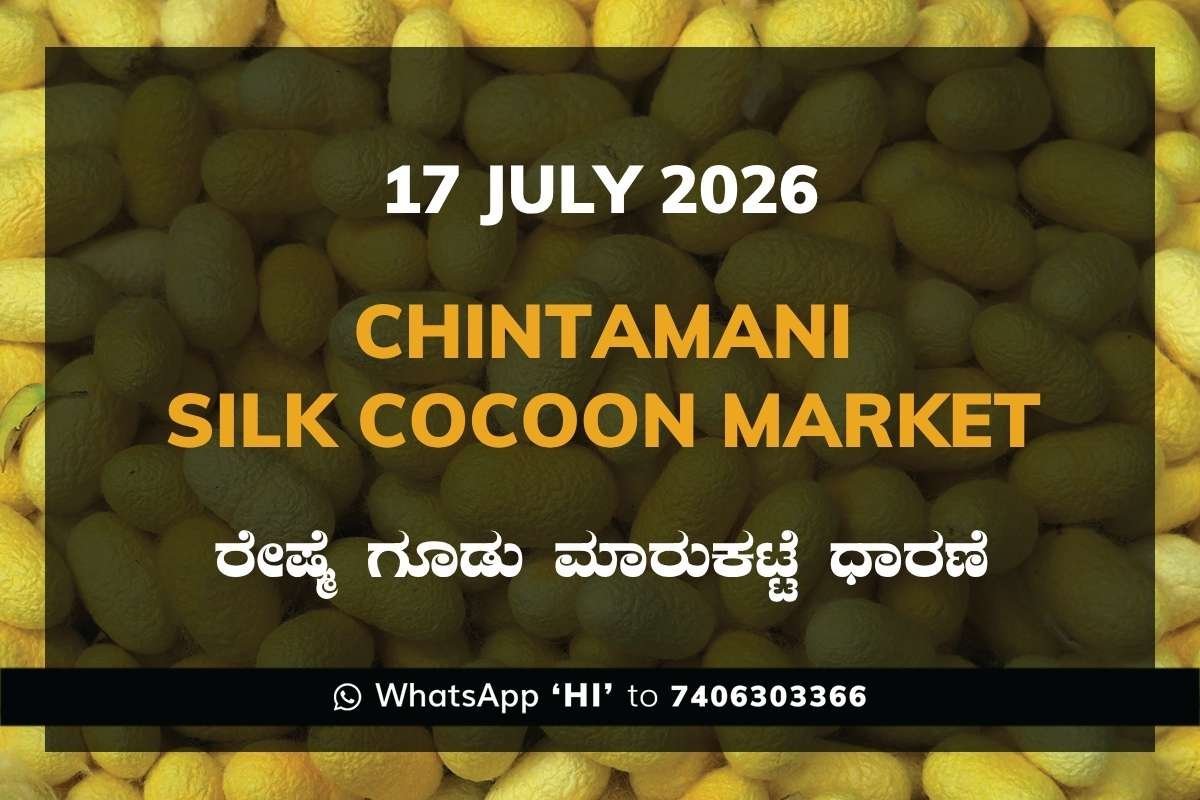 chintamani-silk-cocoon-market-17-july-2026
