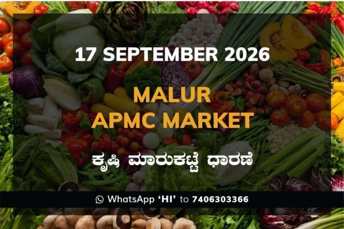 malur APMC market daily price report 17 September 2026