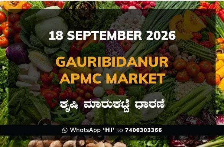 gauribidanur APMC market daily price report 18 September 2026