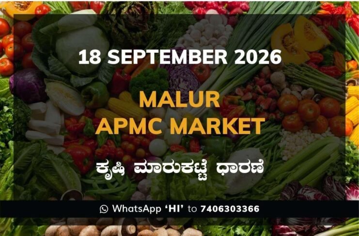 malur APMC market daily price report 18 September 2026