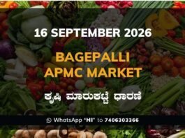 bagepalli APMC market daily price report 16 September 2026