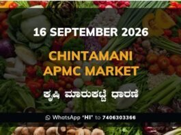 chintamani APMC market daily price report 16 September 2026
